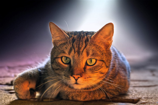 �1756682 �������(a): ����������:4000x2666